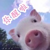 撩人小猪猪表情包app免费下载 v1.0